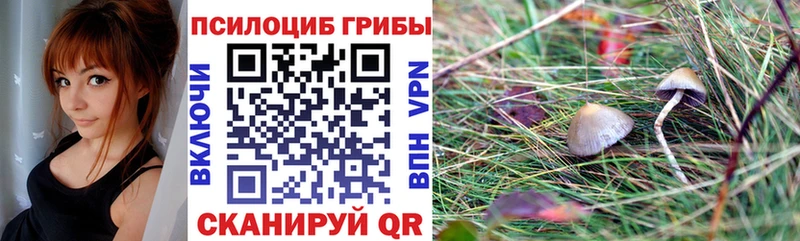 Галлюциногенные грибы Psilocybine cubensis  где продают наркотики  Королёв 